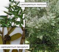 Leptospermum species