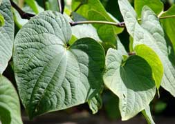 True kava plant