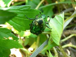 Oriental flower beetle adult