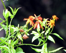 Mexican Flame Vine