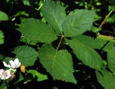 Rubus discolor leaf